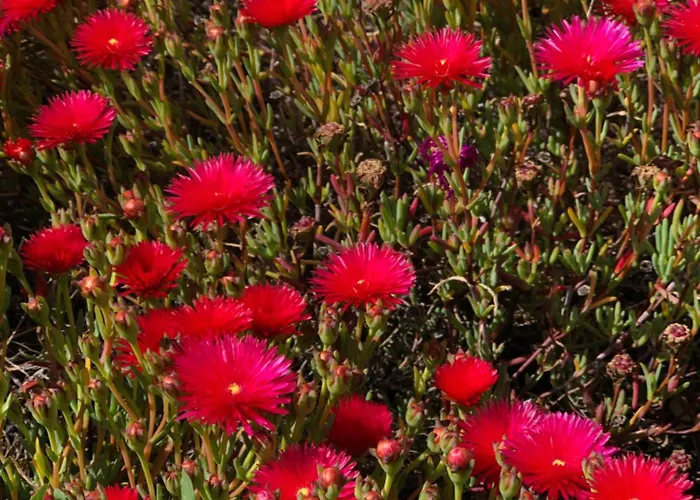 Σπίτι διακοπών A Murella - Maison De A En Corse