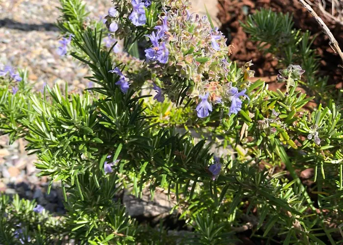 A Murella - Maison De A En Corse Σπίτι διακοπών Oletta (Corsica)