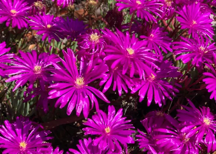 A Murella - Maison De A En Corse * Oletta (Corsica)