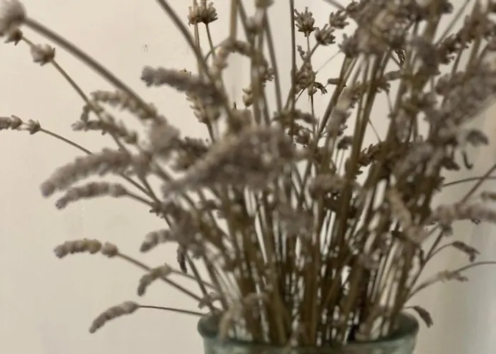 A Murella - Maison De A En Corse * Oletta (Corsica)