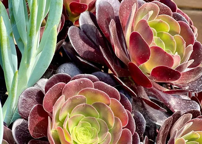 Σπίτι διακοπών A Murella - Maison De A En Corse *