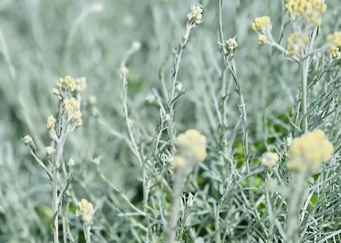 Σπίτι διακοπών A Murella - Maison De A En Corse *