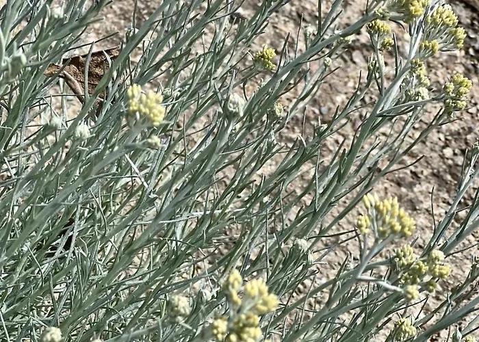 A Murella - Maison De A En Corse Hébergement de vacances Oletta (Corsica)