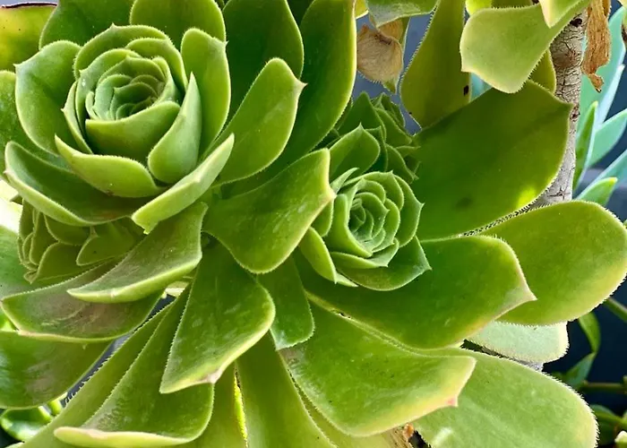 Hébergement de vacances A Murella - Maison De A En Corse *