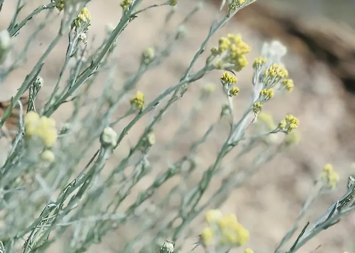 Hébergement de vacances A Murella - Maison De A En Corse *